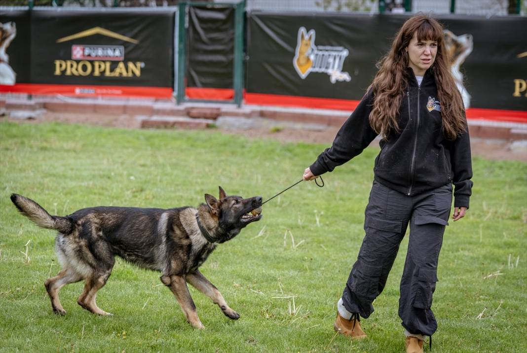 Özel eğitimli köpekler yeraltındaki su kaçaklarını tespit edecek 22